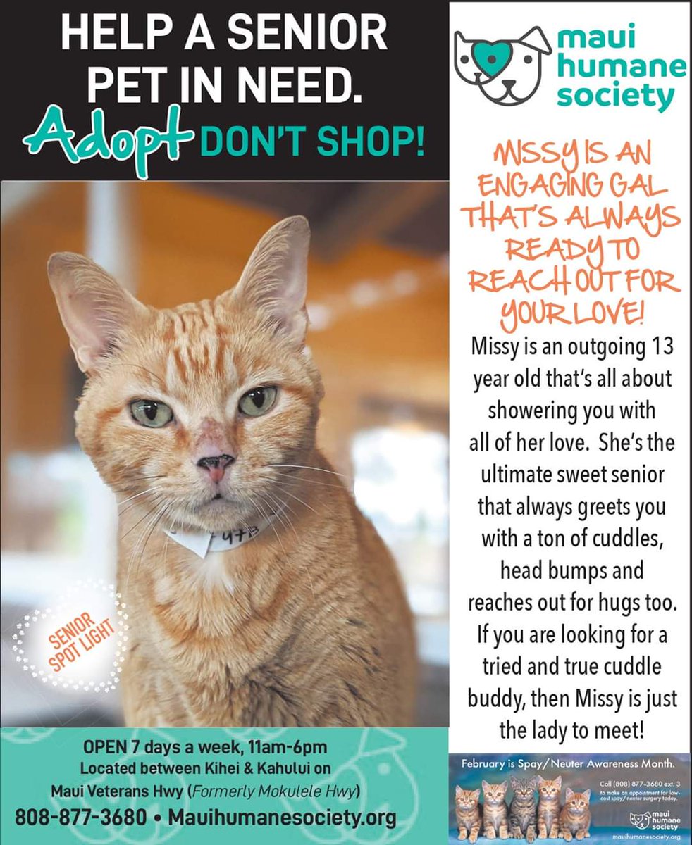 mauihumane's tweet photo. Purrfectly precious lady Missy is the Senior Spotlight in the this week's edition of the Maui Time Weekly! Pick the issue up, and then pick up Missy today!  <3

Use this link https://t.co/sFDTVI3z2F !

#AdoptDontShop #MauiHumaneSociety #Aloha #SeniorSpotlight #MauiTimeWeekly https://t.co/XM8YDGzEfl