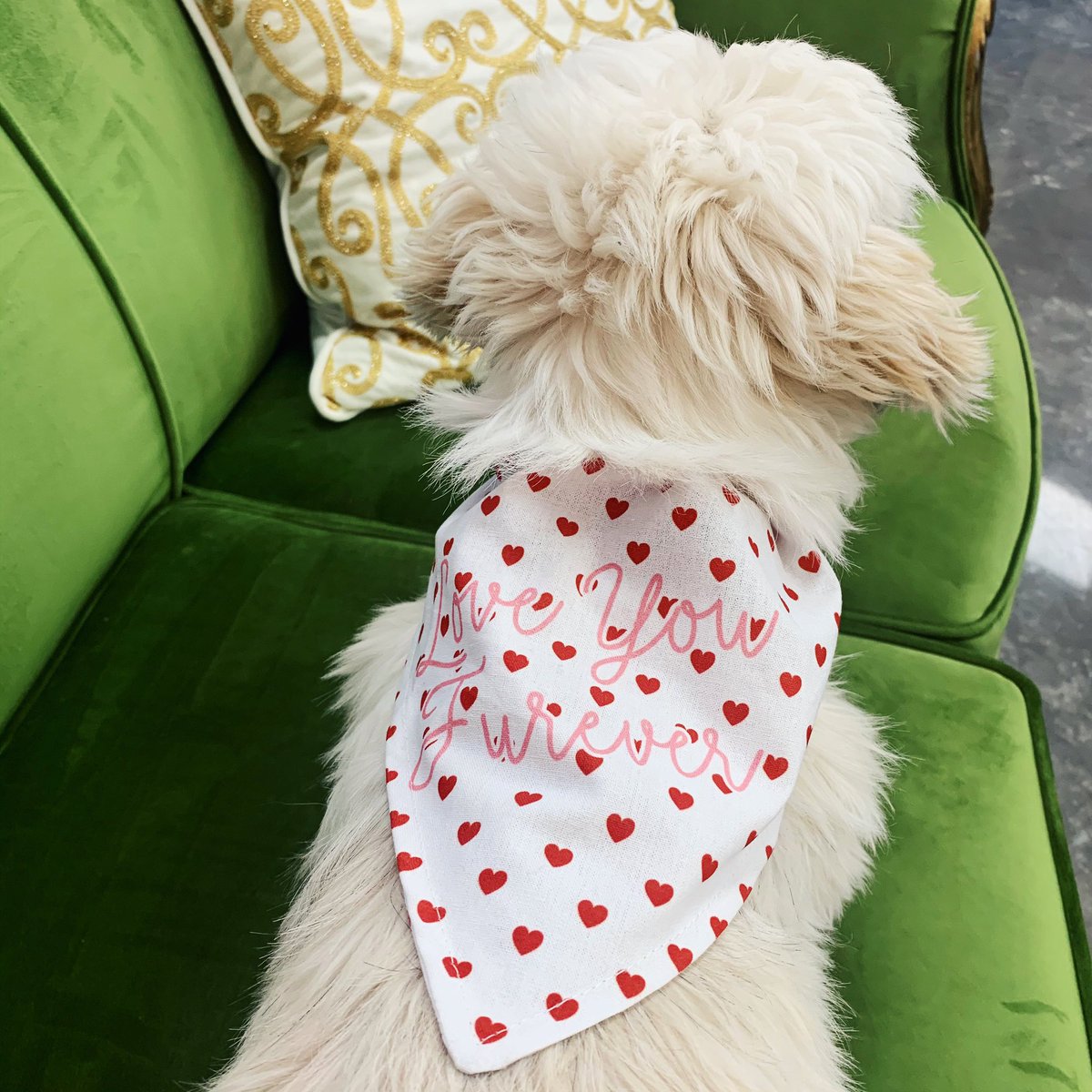 The perfect doggy bandana for Valentines Day 🥰❤️ Dogs> Dudes... am I right?🤪🤷🏼‍♀️🤣 #dogsofinstagram #dogbandana #valentinebandana #saintspup #saintsboutiquedport #saintsboutique #dogstyle