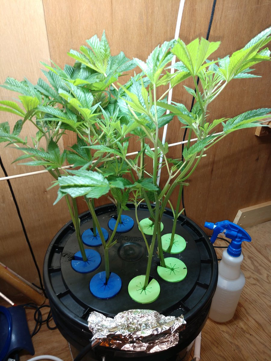 BudHydroGuy's tweet photo. If you have never started clones in one of these simple 8 site cloners, you have really missed out https://t.co/2VeqGrJkbj