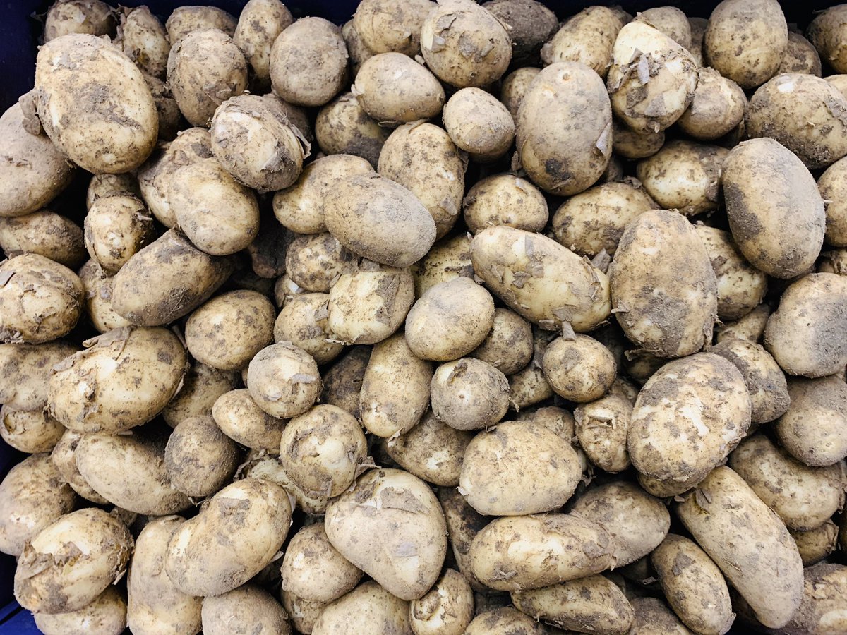 jersey mids potatoes