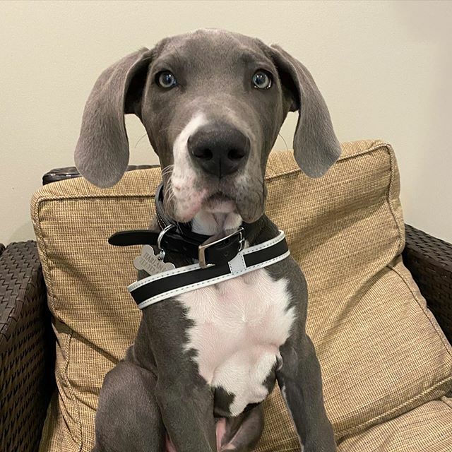 CHSHarborVet's tweet photo. Don’t worry - I’m growing into these paws!! https://t.co/qOY3IeIlNx https://t.co/CXNsB0eVxm