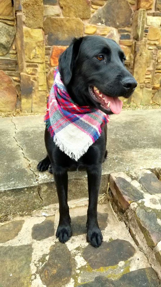 DogsofUAFS's tweet image. felt cute, might delete later, idk🤪 (pictured:willow😍)