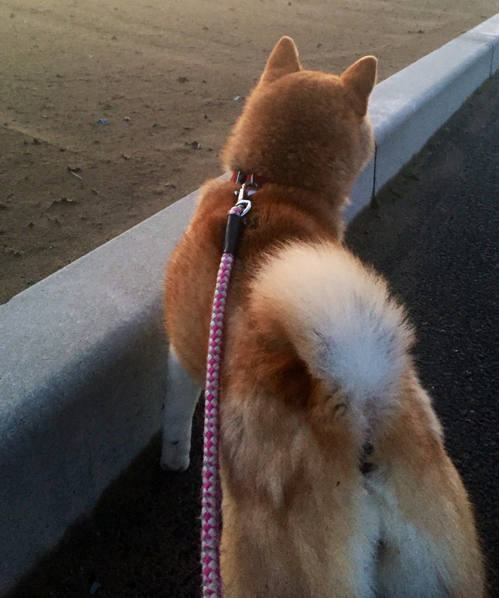 白い犬 後ろ姿も可愛いね