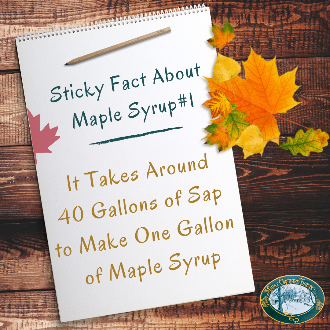 maple_orchard's tweet photo. 🍁 Here's an interesting fact about maple syrup. #maple #autumn #woodworking #handmade #canada #maplesyrup #mapleleaf #sticky #bracebridge #foodie #leaves  #autumnleaves #pancakes #canadian #instafood #funfact #sweettooth https://t.co/7aldua7OCn