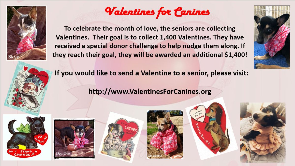 Pound Pals (@poundpals) on Twitter photo 