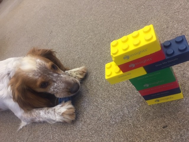 CalvinMarketing's tweet photo. With more new clients in the property sector coming on board, Brodie gets to work on his construction skills. #dogsofpr https://t.co/xuSO49Z88x
