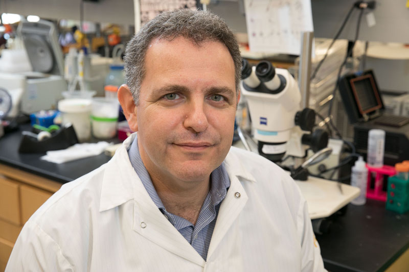 stemcellpodcast's tweet image. Mutations in Foxp1 in #neurons of the developing brain has been associated with autism, but new work from @UCLAstemcell has found that the gene also regulates #NeuralStemCell self-renewal. bit.ly/2uFT04M