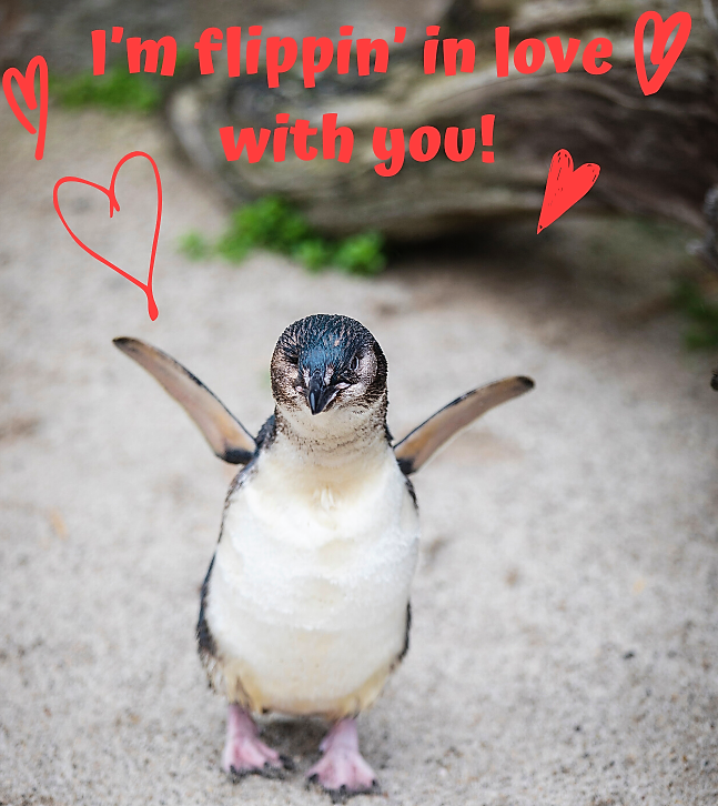 National Aquarium of New Zealand tweet media