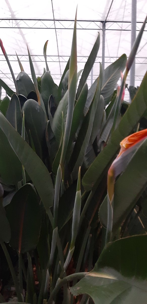 We're going to #Ibiza!
Mooie order.
#strelitzia planten gaan het party eiland nog mooier maken.
Wie gaat ze binnenkort spotten?