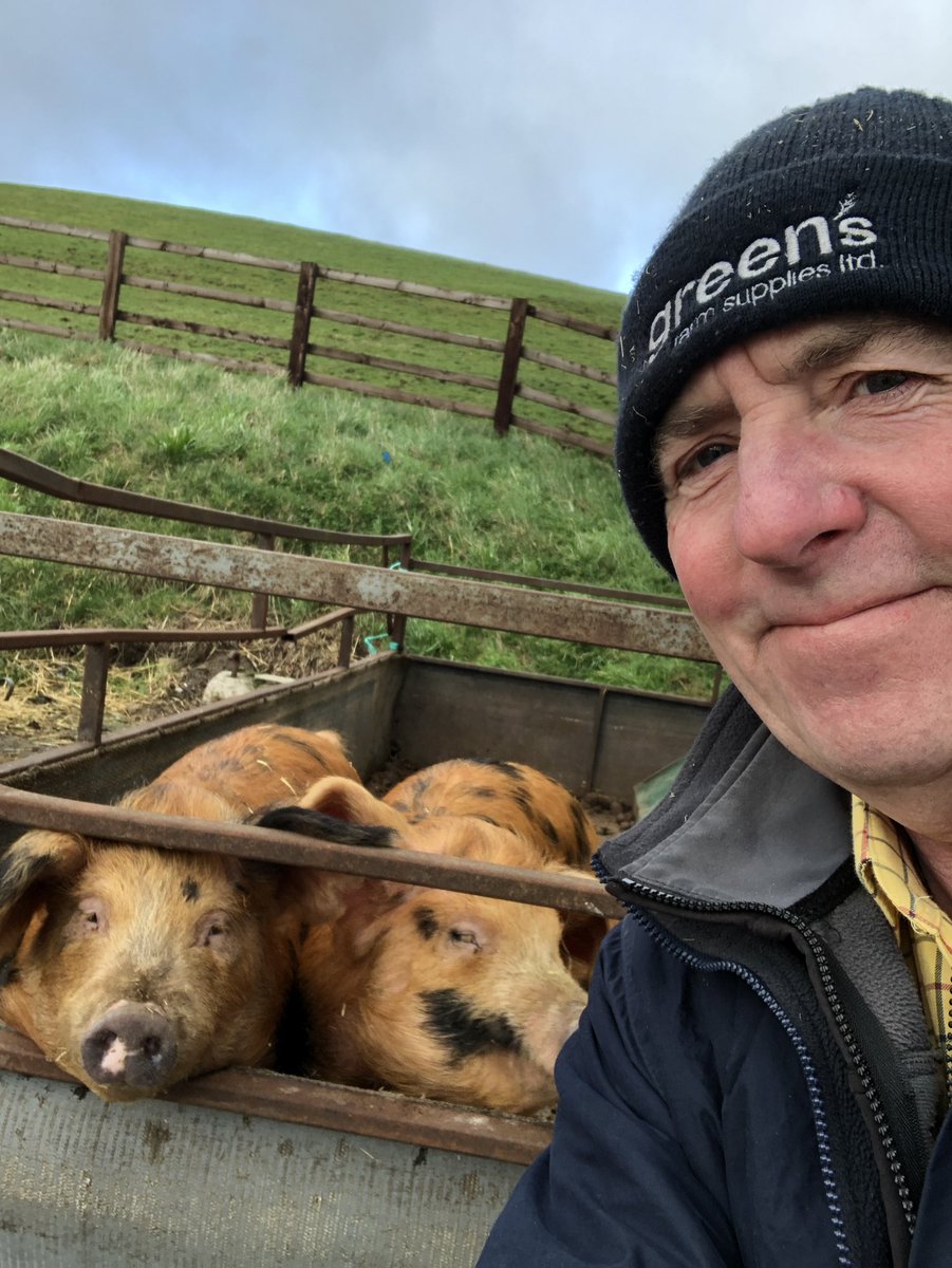 farmerchris01's tweet photo. Nowt like a grand pig or two to make me smile! #pigsarecool #plumpuddingpigs #springviewfarm https://t.co/gTsMzaWOpY
