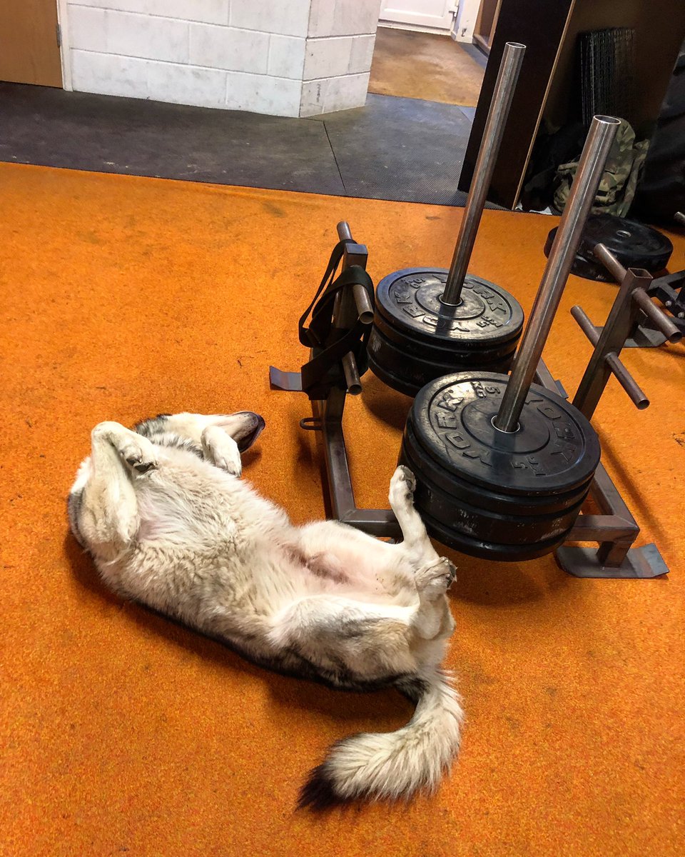 That ‘it’s almost the weekend feeling’  😂.

Mac has had enough of that prowler 😬. 

Who loves this soul eater ?! I

@adventuresofmacpan 

#Mac #Prowler #Wolf #direwolf #northerninuitdog #priority6 #gymdog #weekendfeeling #boom💥