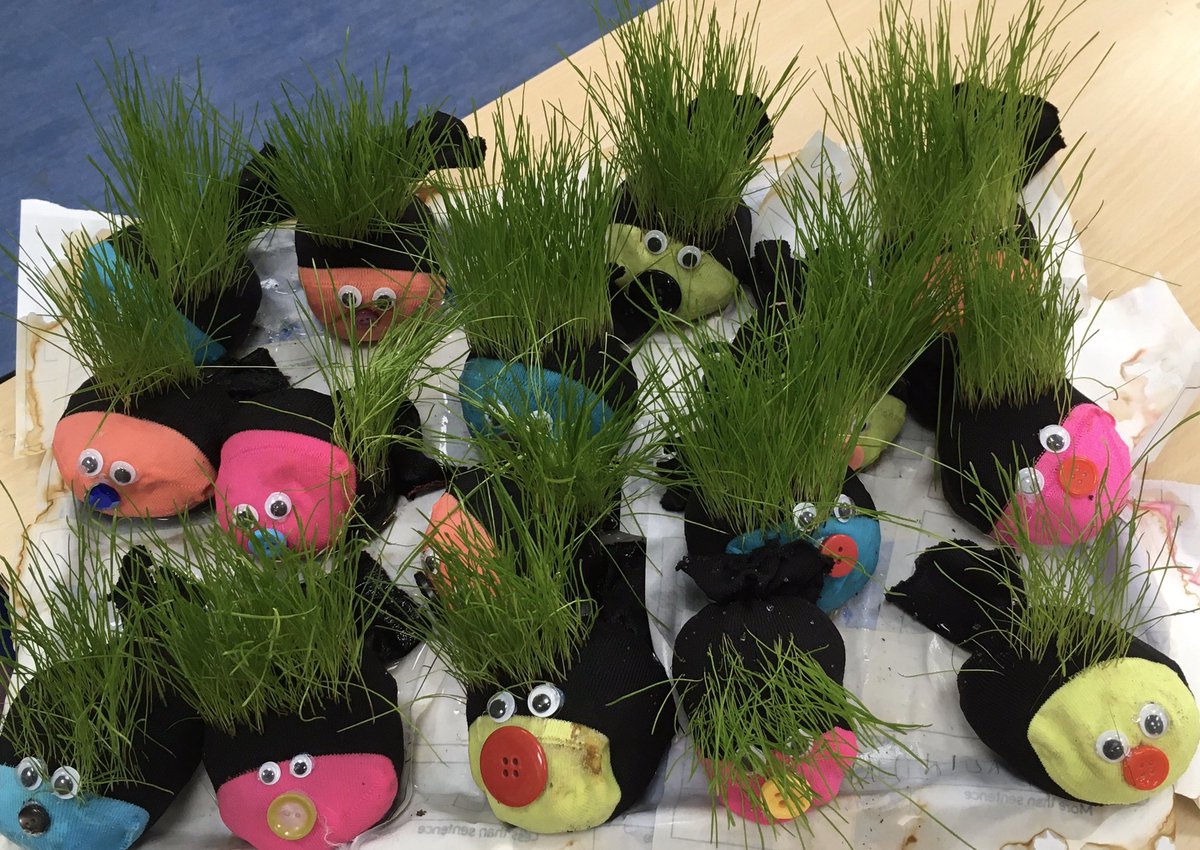 StColumbasLPrep's tweet photo. Wow! #sccprep1’s grassy sock bugs need a hair cut. Can anyone lend us a tiny lawn mower? #sccscience https://t.co/8Yj4WDgIi2