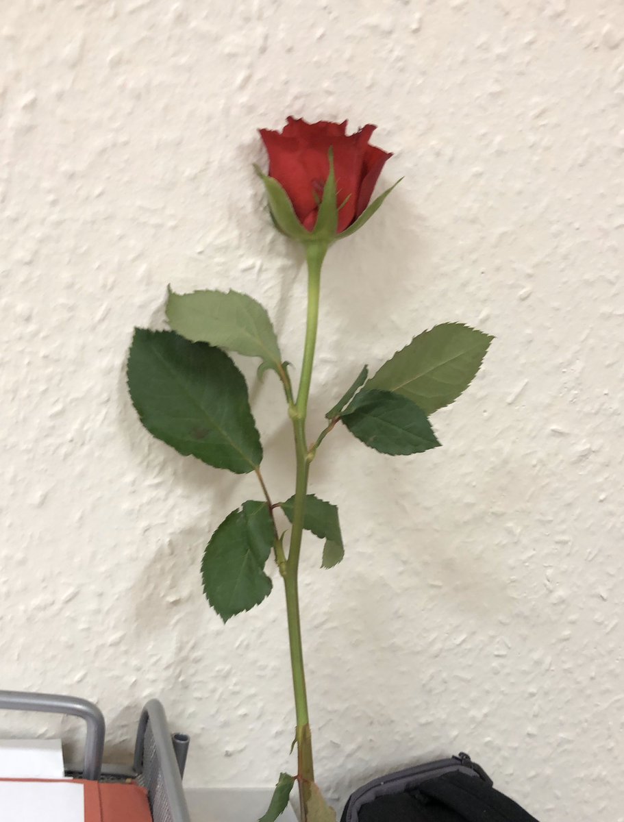 Katz_K's tweet photo. My dad is too cute bringing me a single red rose in to my work 🥰 #dadgoals https://t.co/v81fiYurxG