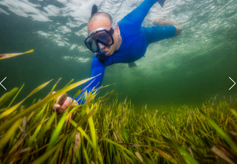 debatpew's tweet photo. A single acre of seagrass can support nearly 40,000 fish &amp; 50 million small invertebrates, such as lobsters, shrimp &amp; scallops, says @pewenvironment Holly Binns @hjbinns speaking in Orlando at #2020fpn https://t.co/F1oysk8Q2Z