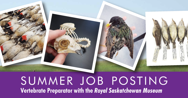 royalsaskmuseum's tweet photo. Are you a biology student? We may have the job for you. We are seeking up-and-coming biologists to work with us as zoology preparators. Application deadline is April 17th.
https://t.co/HNSL74t8ks https://t.co/YfEauJJftZ