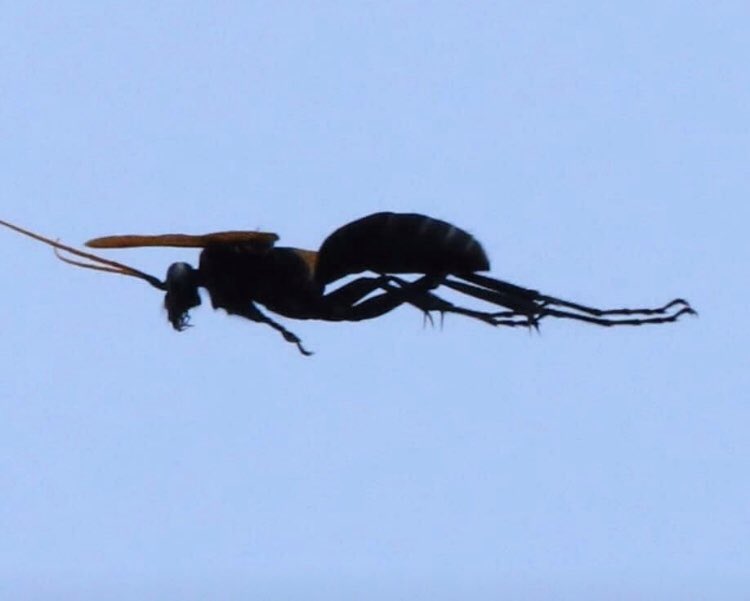 Wasp executioner Flying Spiders