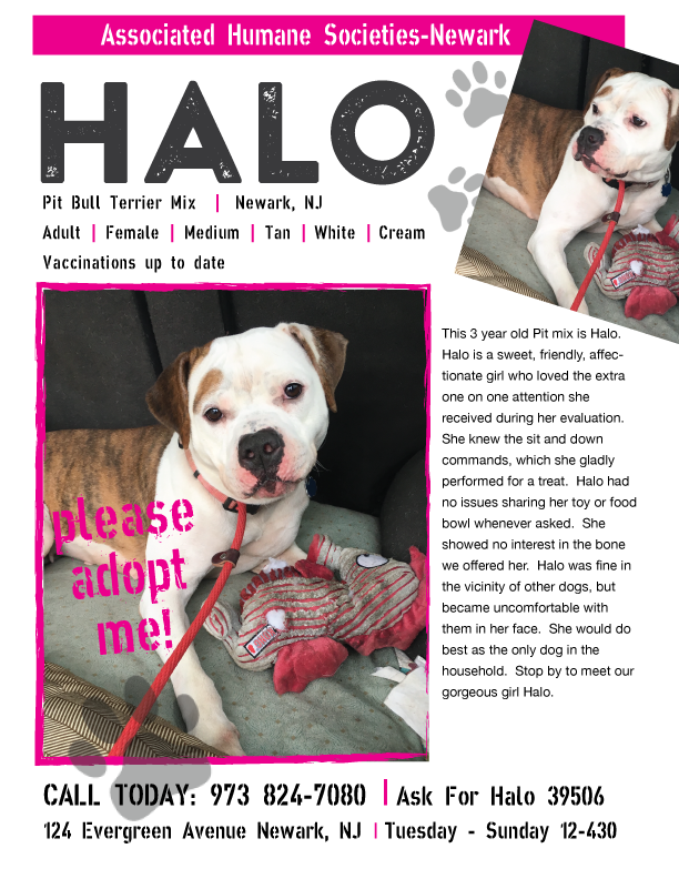 Halo is an affectionate girl looking for a fur-ever home! She already knows some basic commands, and is ready for some one-on-one attention! #adoptable #adoptadog #rescue #rescuedogs