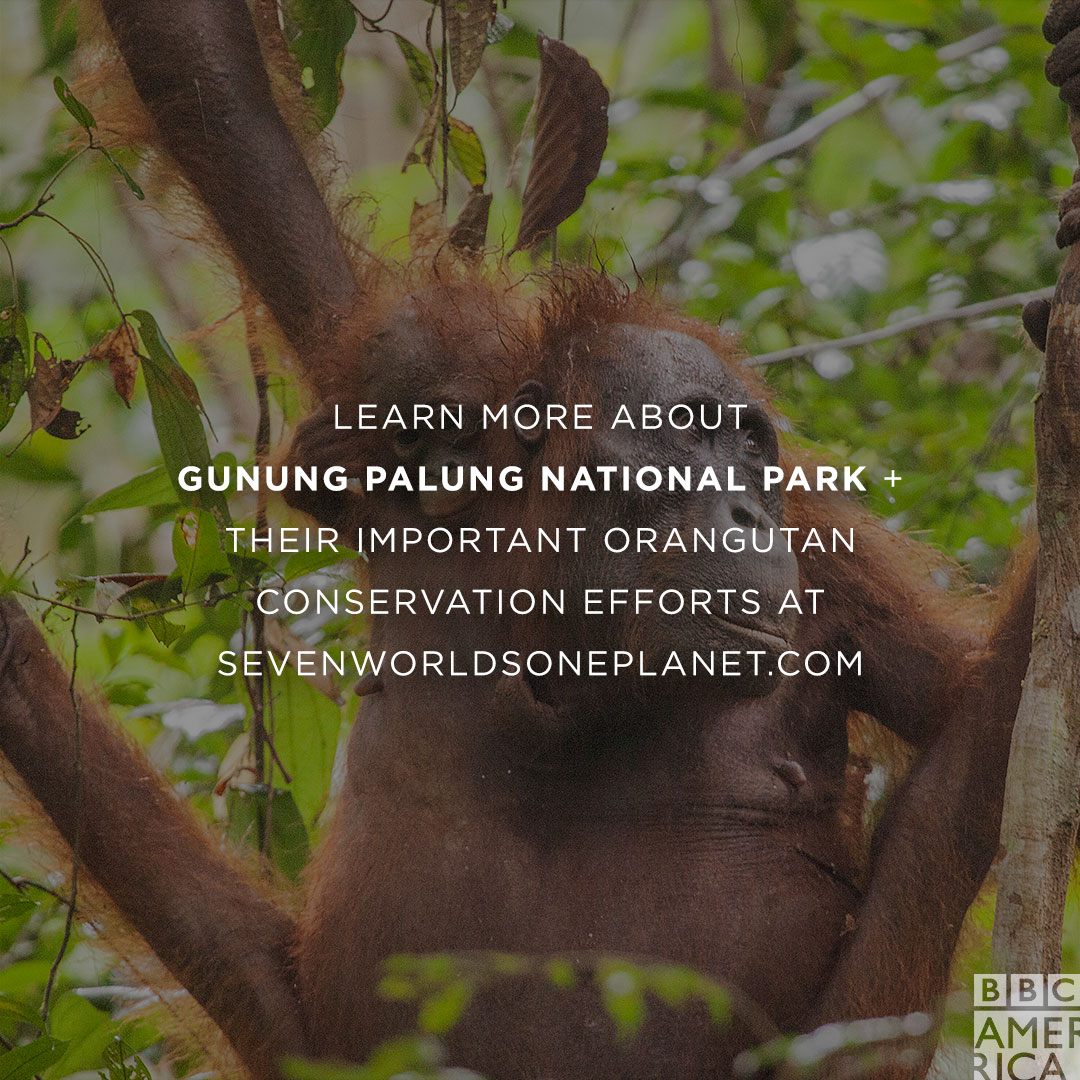 Deforestation threatens wildlife around the world at an alarming rate. In Asia, many orangutans have nowhere else to turn. To learn more about the important conservation efforts of @gporangutans, visit SevenWorldsOnePlanet.com. #SevenWorldsOnePlanet