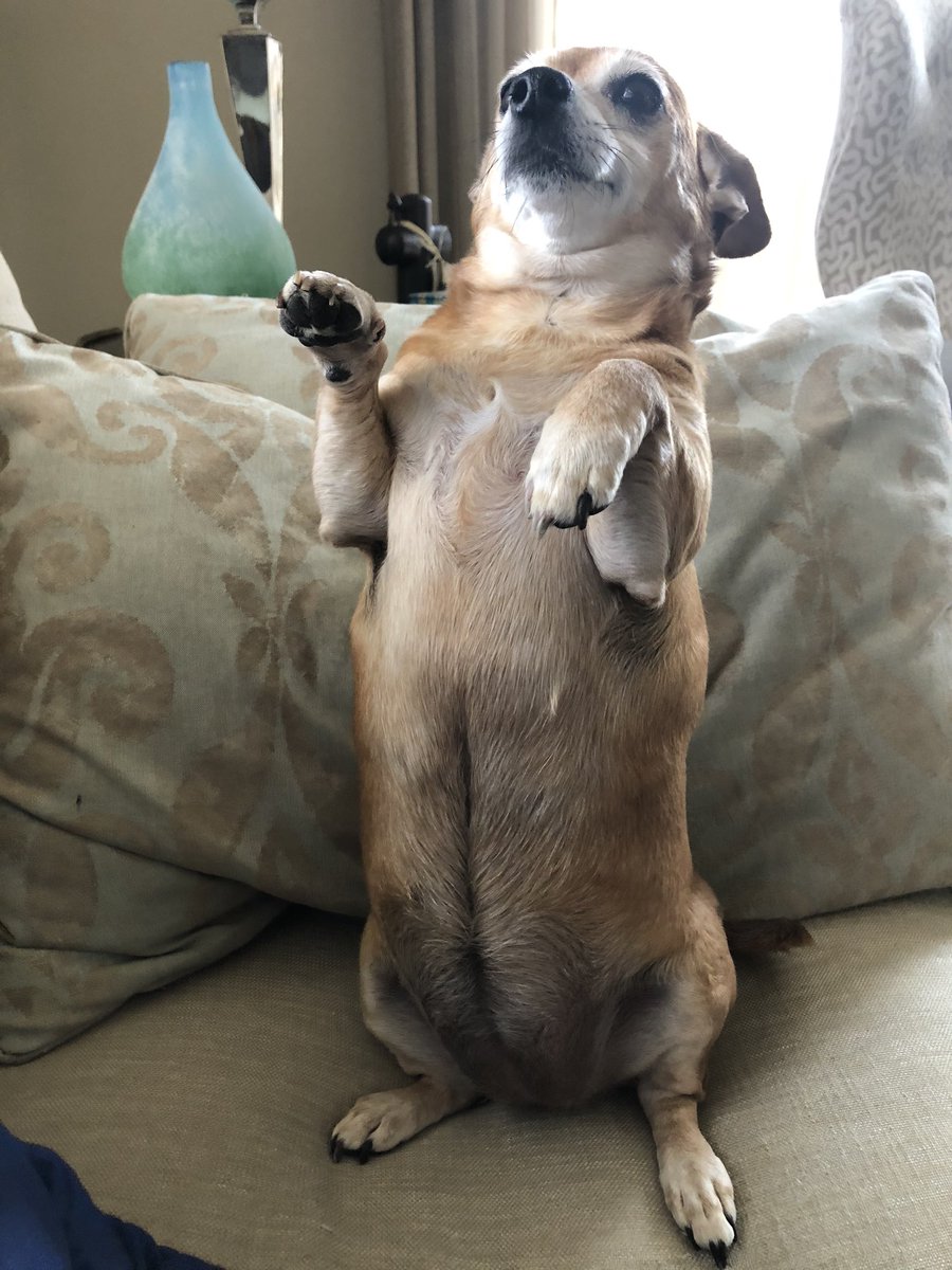 Ruby would like a treat