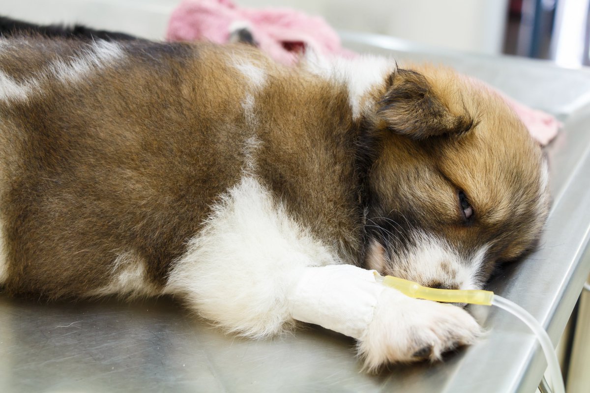 VetzInsight's tweet photo. My Least Favorite Room in the Hospital: Isolation
A tiny patient behind glass is hard to monitor, even with cameras and baby monitors
https://t.co/wq32kSk0Bf #pets #veterinary https://t.co/8veXwJrIe0