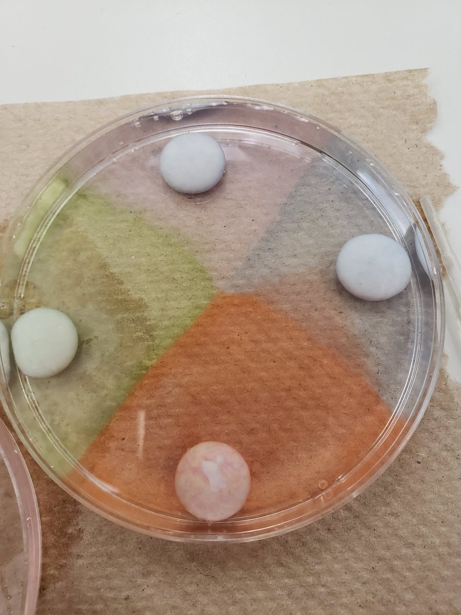 MsClarke15's tweet photo. Solubility, density and surface tension in todays Educational Science lesson ! Cant wait to bring these fun activities into the classroom @brockueducation https://t.co/mwhRShR6MP