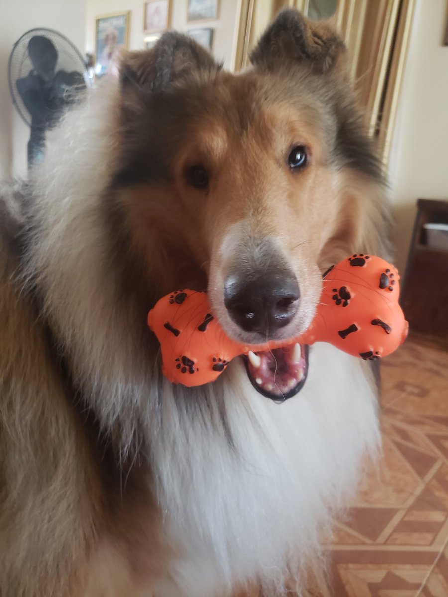 KamiSolu's tweet photo. My show dog living his horrible abused life.
#abusedshowdog #miserableshowdog #showdog https://t.co/UAFC5uyeEk