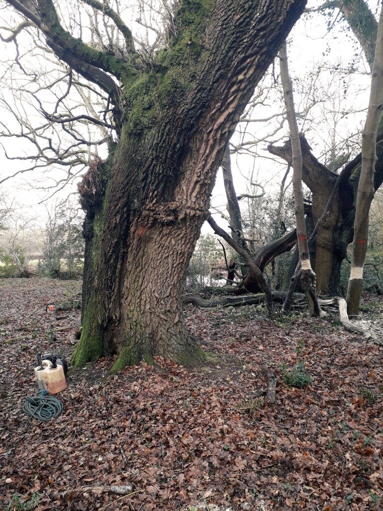 steph_dowling's tweet photo. Our corporate volunteer group worked through the rain today at Ebernoe! Haloing, removing holly and other younger trees around mature ones, providing space and light into the woodland :) #ledermantrainee https://t.co/HnDCmDHZn1