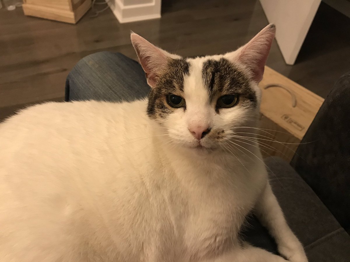 GrahamWa1ker's tweet photo. This could be the best cat, this could be the best cat, maybe the best cat I don't know.... Actually, I do. As much as Mick Jagger was a cool cat, this cat is definitely the coolest. https://t.co/yYJLIahGJo