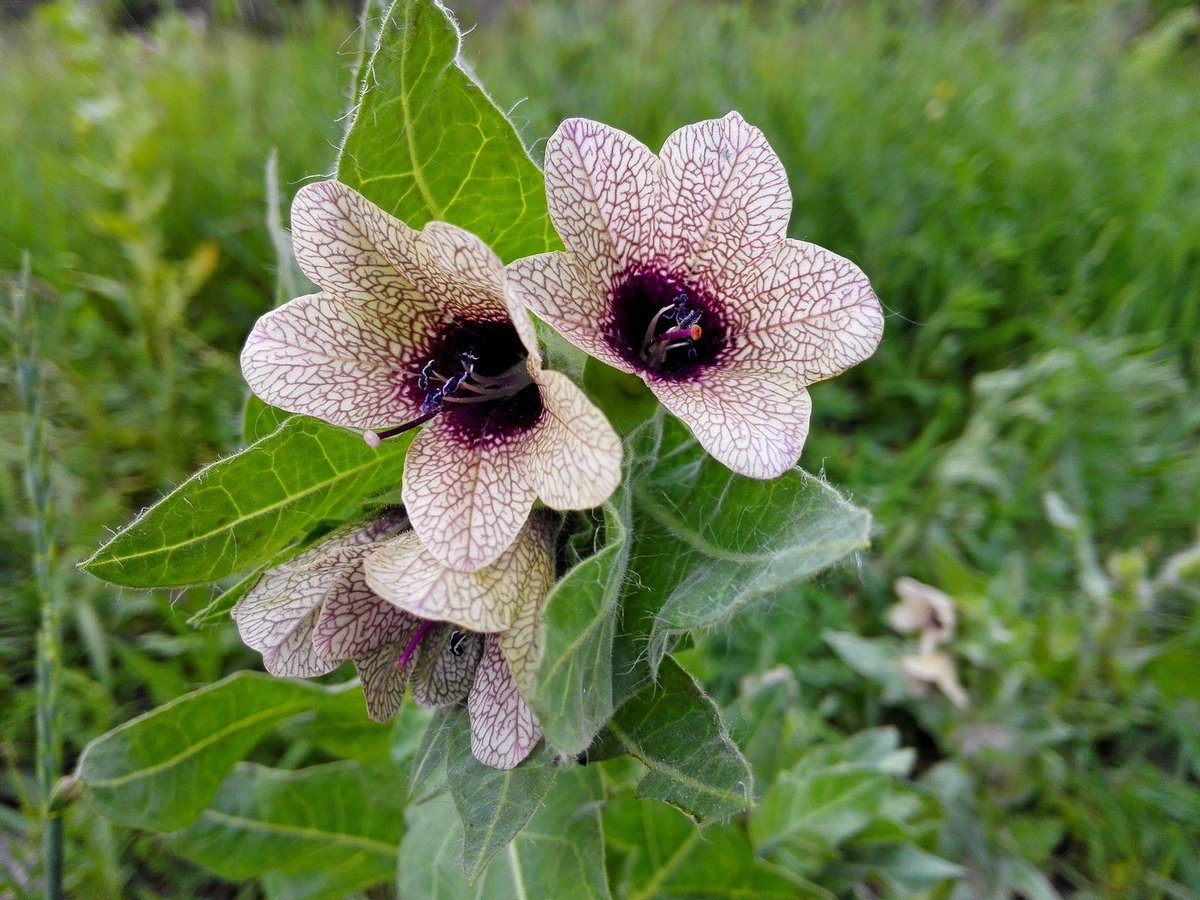 HomeopathyPlus's tweet photo. Remedy: Hyoscyamus Niger.
Hyos is an important remedy for behavioural or learning problems in children, types of dementia in the elderly, and mania or seizures types in all ages.
https://t.co/7OrLaSUHSM
#hyoscyamusniger #behaviouralproblems #dementia https://t.co/3OLRQOmGAi