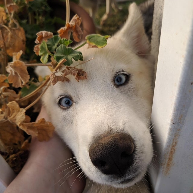 pawplee's tweet photo. Henlo fren, more treats maybe? 🐶🐾⁠🐕
.⁠
.
.
#pawplee #instapawp #dog #dogs #puppy #pup #ilovemydog #lovepuppies #adorable #doglover  #koreanjindo #jindodog #jindo #koreandog #jindomix #jindopuppy #jindosofinstagram #jindosofig #jindos 📷 u/Faith_Sci-Fi_Hugs https://t.co/BAN1B9w48k