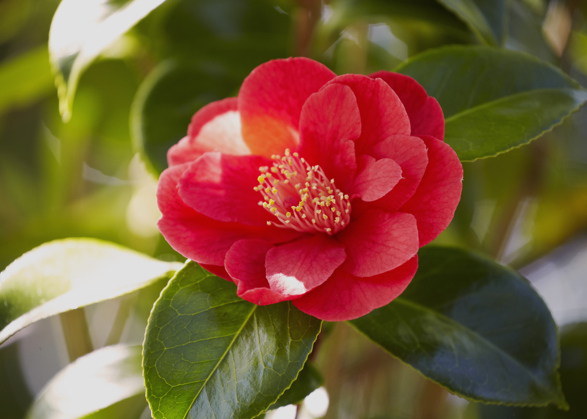 10 things all camellia enthusiasts need to know. trib.al/TacwZ6h. pic.twitt...