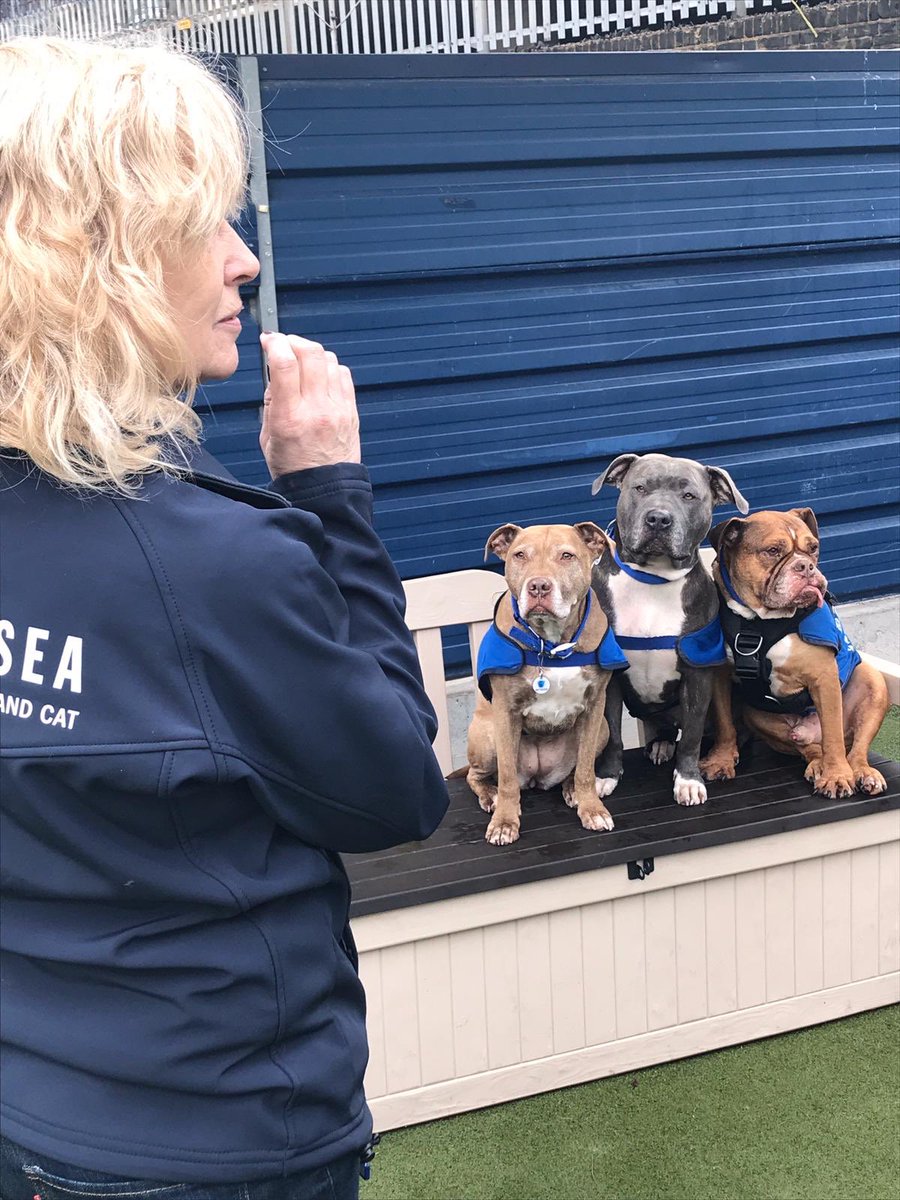 willowendbsl's tweet photo. @Battersea_ #Ambassadogs Whippet and Gorgeous with their fursister Misty doing a spot of filming in the paddocks today #rescueisbest https://t.co/VrCkuftV1u