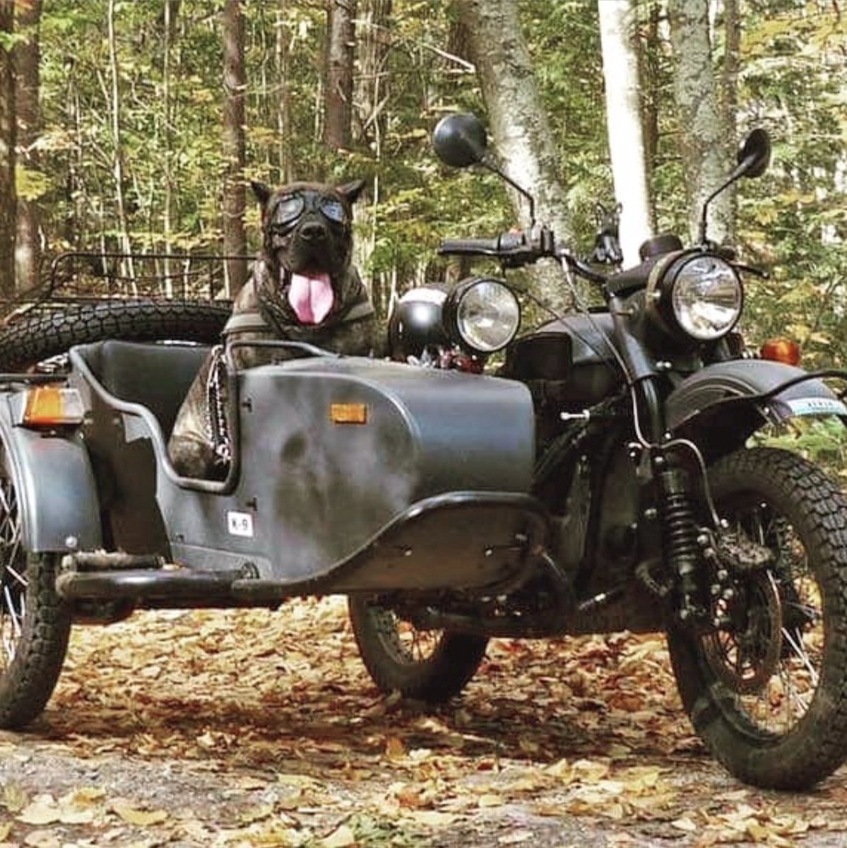 uralmotorcycles's tweet photo. Sidecars are for sidekicks. 🐶
Photo source: https://t.co/1jHdWdXTTD
#uralmotorcycles #sidecardog https://t.co/m289mspieb