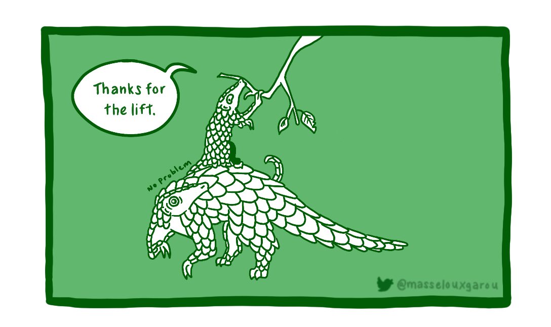 masselouxgarou's tweet photo. #PangolinFunFact Day 13: The largest extant species of pangolin is the giant pangolin, which can reach up to 1.8 meters and 33kg, while the smallest is the black-bellied pangolin at less than 100cm and 1.6kg. #WorldPangolinDay https://t.co/lhLeAhYPnj