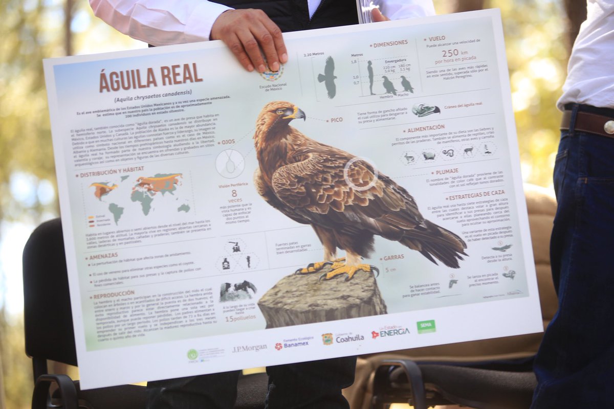 ATelloC's tweet photo. Monte Escobedo cuenta con uno de los núcleos de sitios de anidación del #ÁguilaReal más importantes del país, de ahí el interés por llevar un seguimiento de dicha especie, a fin de conocer el estatus de sus poblaciones, éxito reproductivo y amenazas. https://t.co/Wrd7CI2qSX
