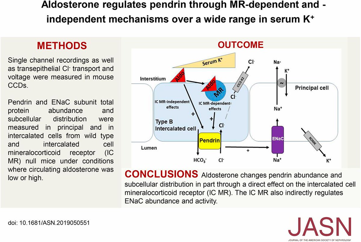JASN_News tweet media