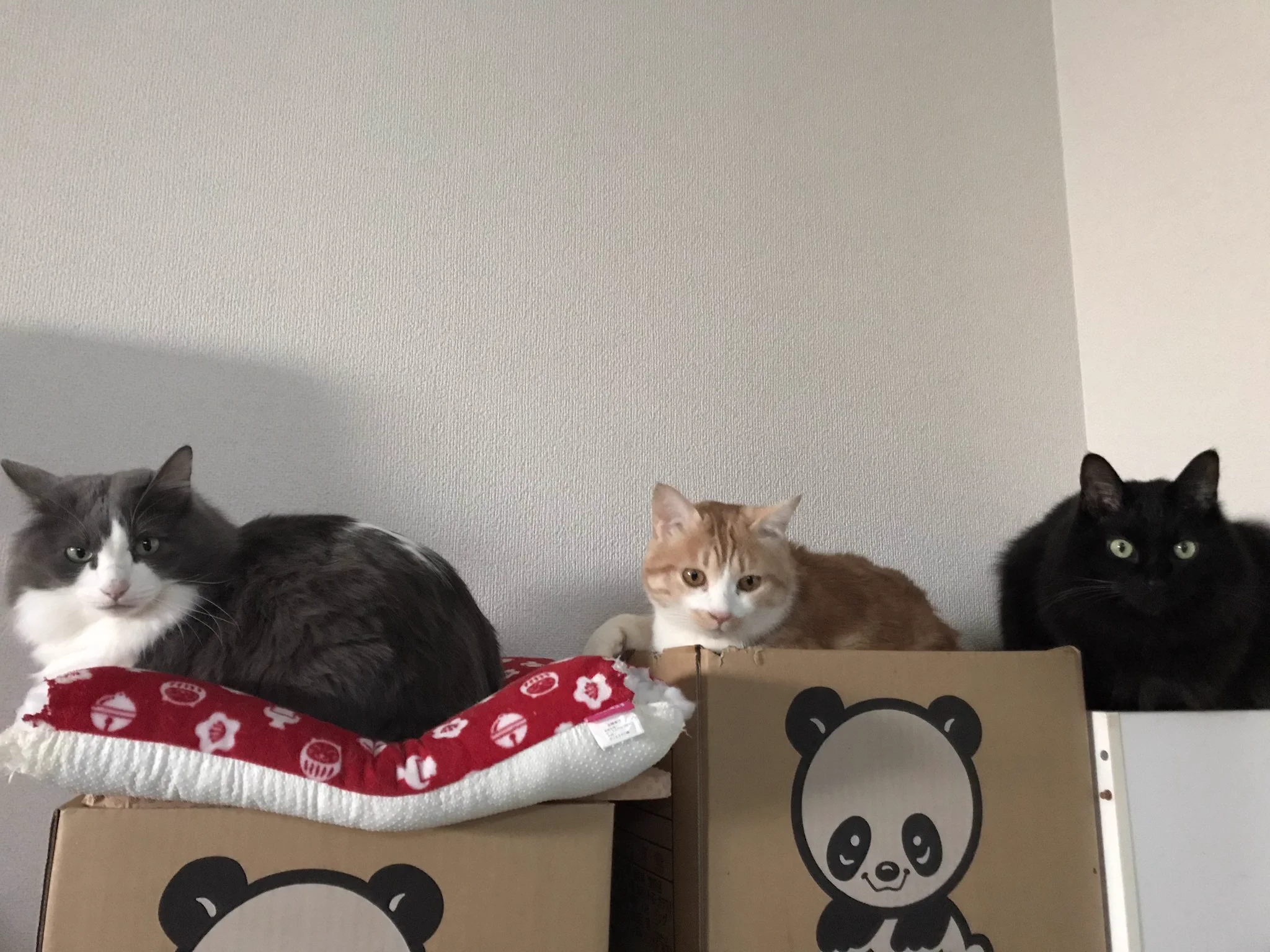 @oki_soroe うちもさかいです 