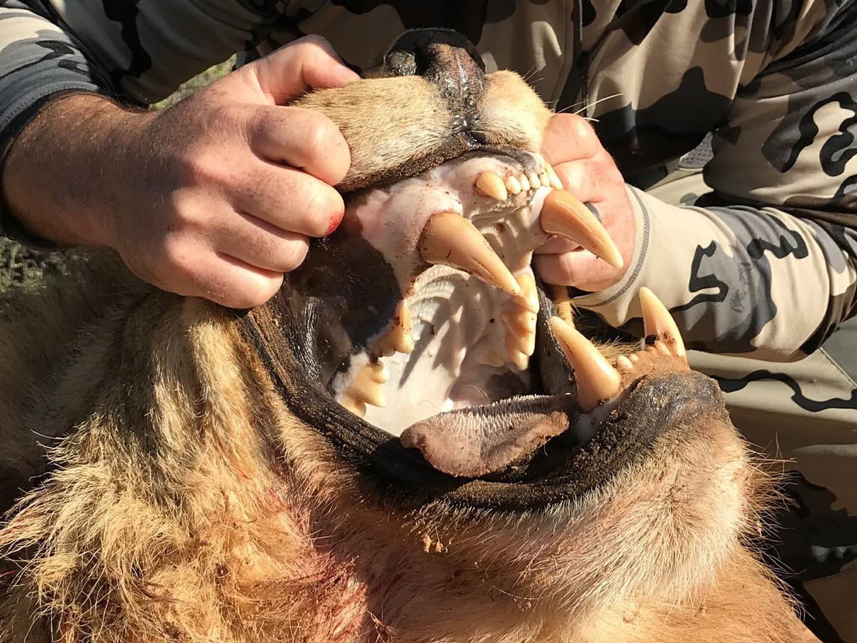 XposeTrophyHunt's tweet photo. Clay Tuttle used a bow &amp; arrow to kill this canned lion. He thought it appropriate to show the ‘king of the jungle's’ teeth &amp; the arrow covered in blood. Done for the thrill. Proud hunter-mental midget without compassion!😒
#BanTrophyHunting 
@willtravers @cannedlion @zbleumoon https://t.co/4fvoWYS6pP
