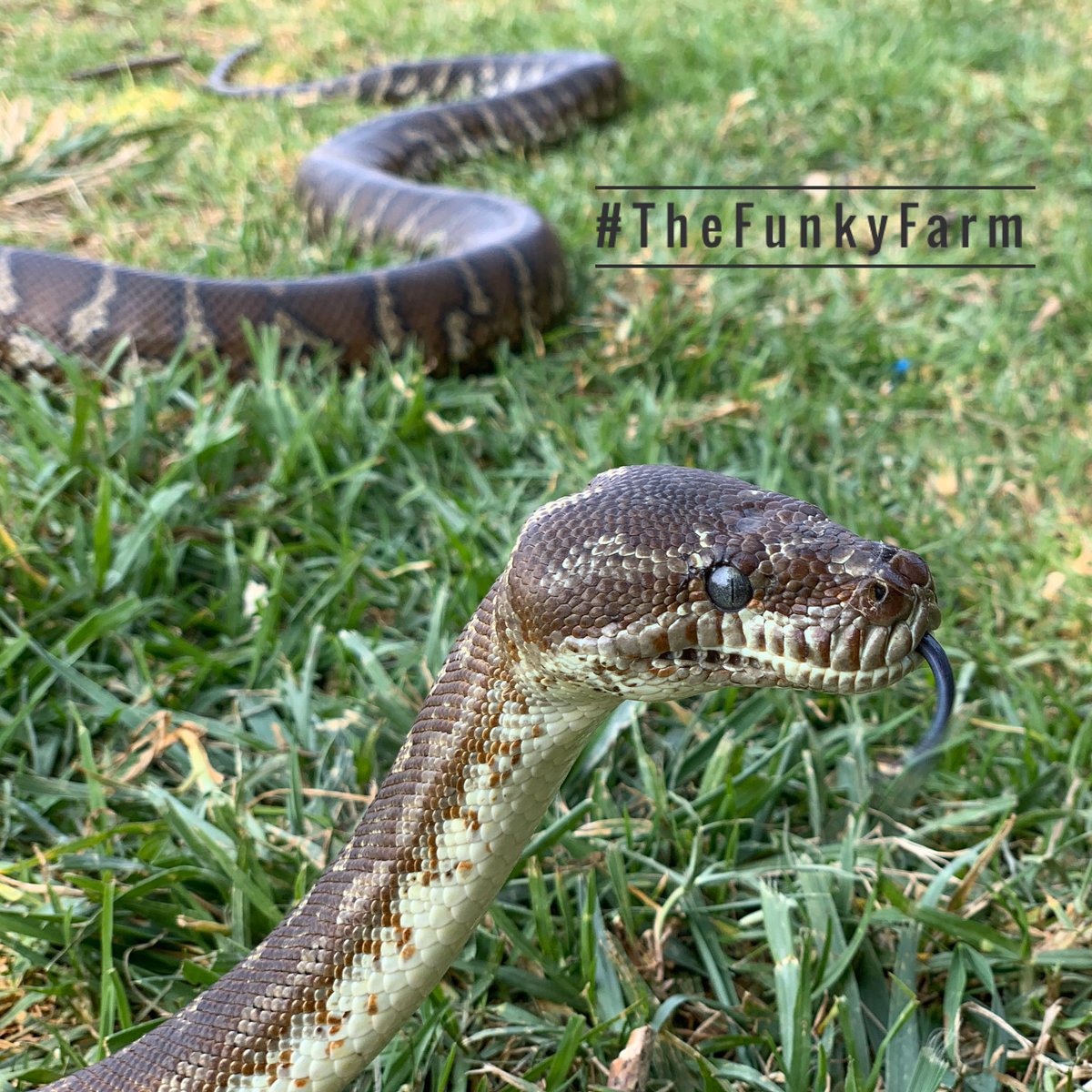 TheFunkyFarm's tweet photo. Pic of the day 📸 🐍 .
.
.
.
.
.
#josie #python #bredlipython #snake #reptile #loveyoursnake #over2meters #animalencounter #bestanimalencounters #wherewouldyouratherbe #havethebestdayever #thefunkyfarm #picoftheday📷 #zoolife #morethanjustazoo #somuchmorethanjustafarm https://t.co/PfFx8OknVo