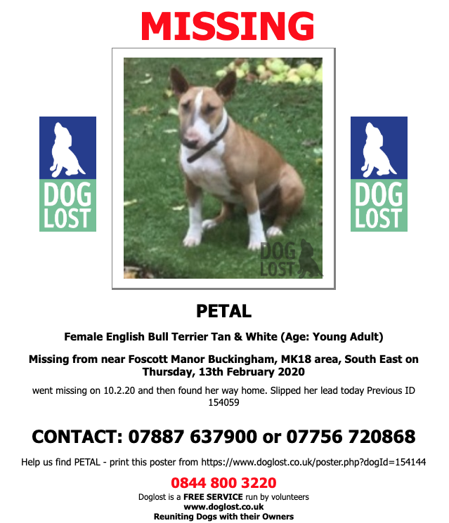 DogLostUK's tweet photo. https://t.co/jt1sXwNKjV  
#LOST  #DOG  PETAL
Female #EnglishBullTerrier 
#Missing Again #Foscott Manor #Buckingham  #MK18 
Thursday, 13th February 2020  #LostDog  #ScanMe   https://t.co/iCErxyqDvG  @VetsGetScanning @SAMPAuk_ https://t.co/UlXuJqbLY0