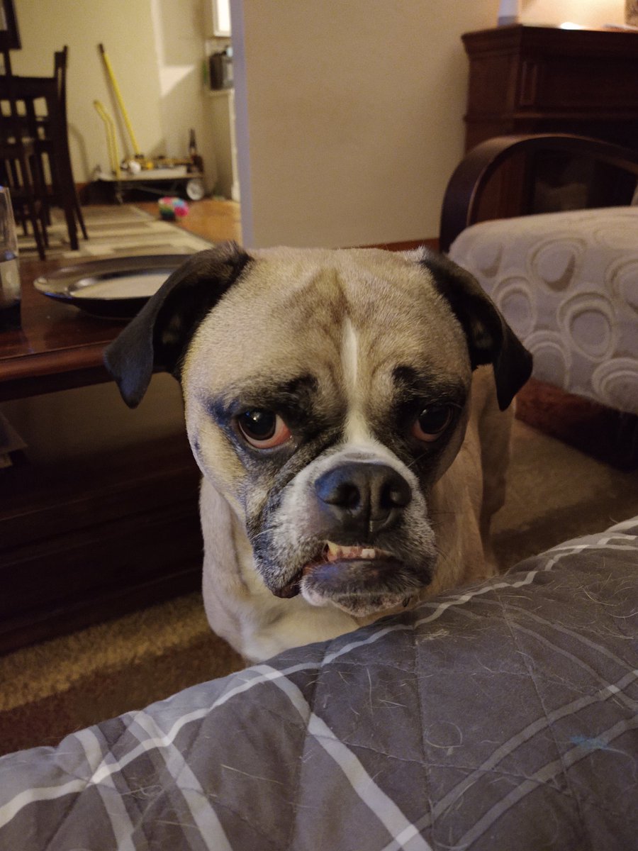 Penny Mini Bulldog tweet media
