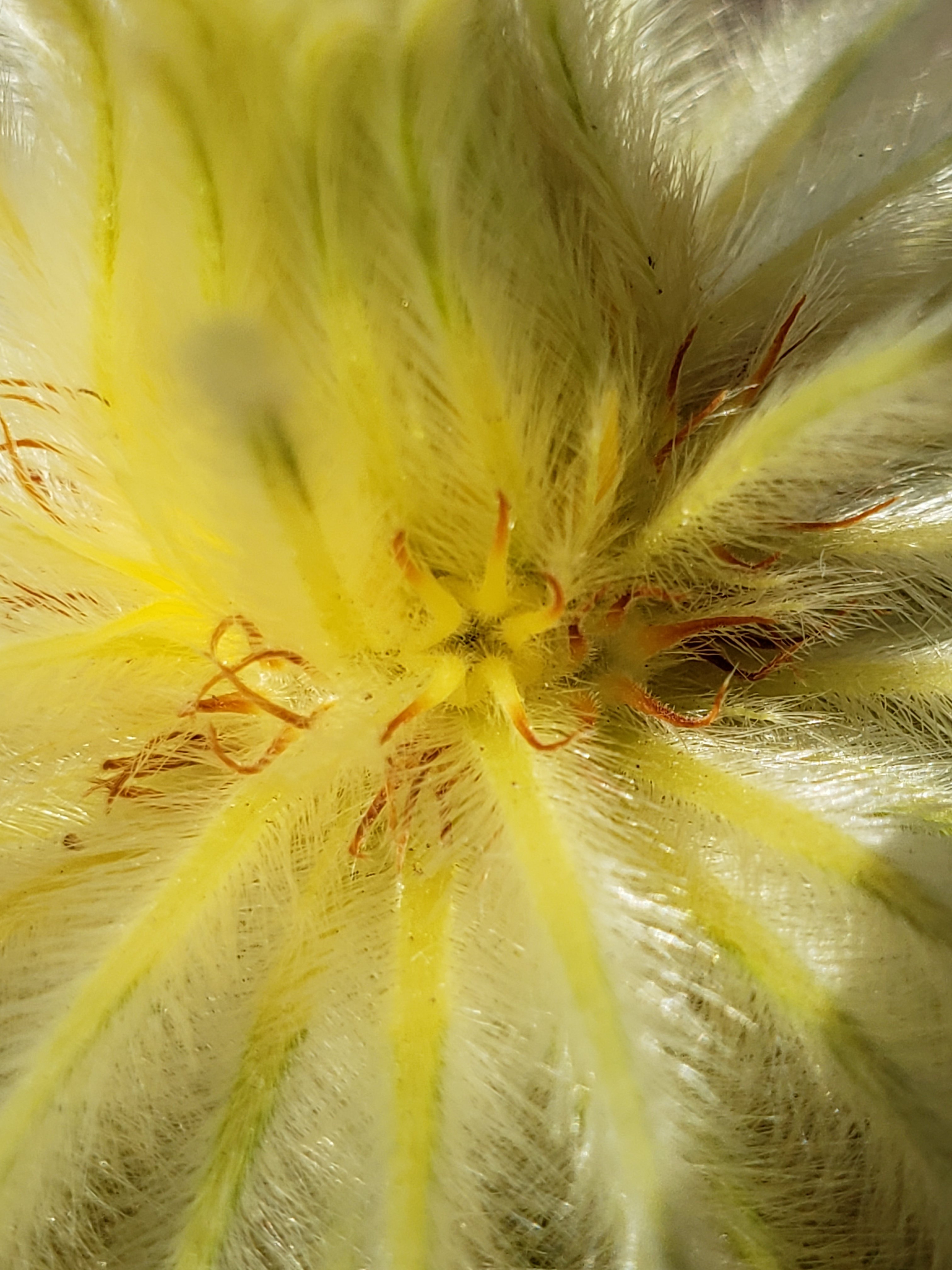 ট ইট র そりむらようじ 最近開花したお花 フィリカ プベッセンス もふもふしている花 に見えるのは苞葉で 黄色く色づいた苞葉のてっぺんを囲むように極小の花がたくさん咲く ドライフラワーなどで多用される 南アのフィンボスに分布する常緑低木 Phylica