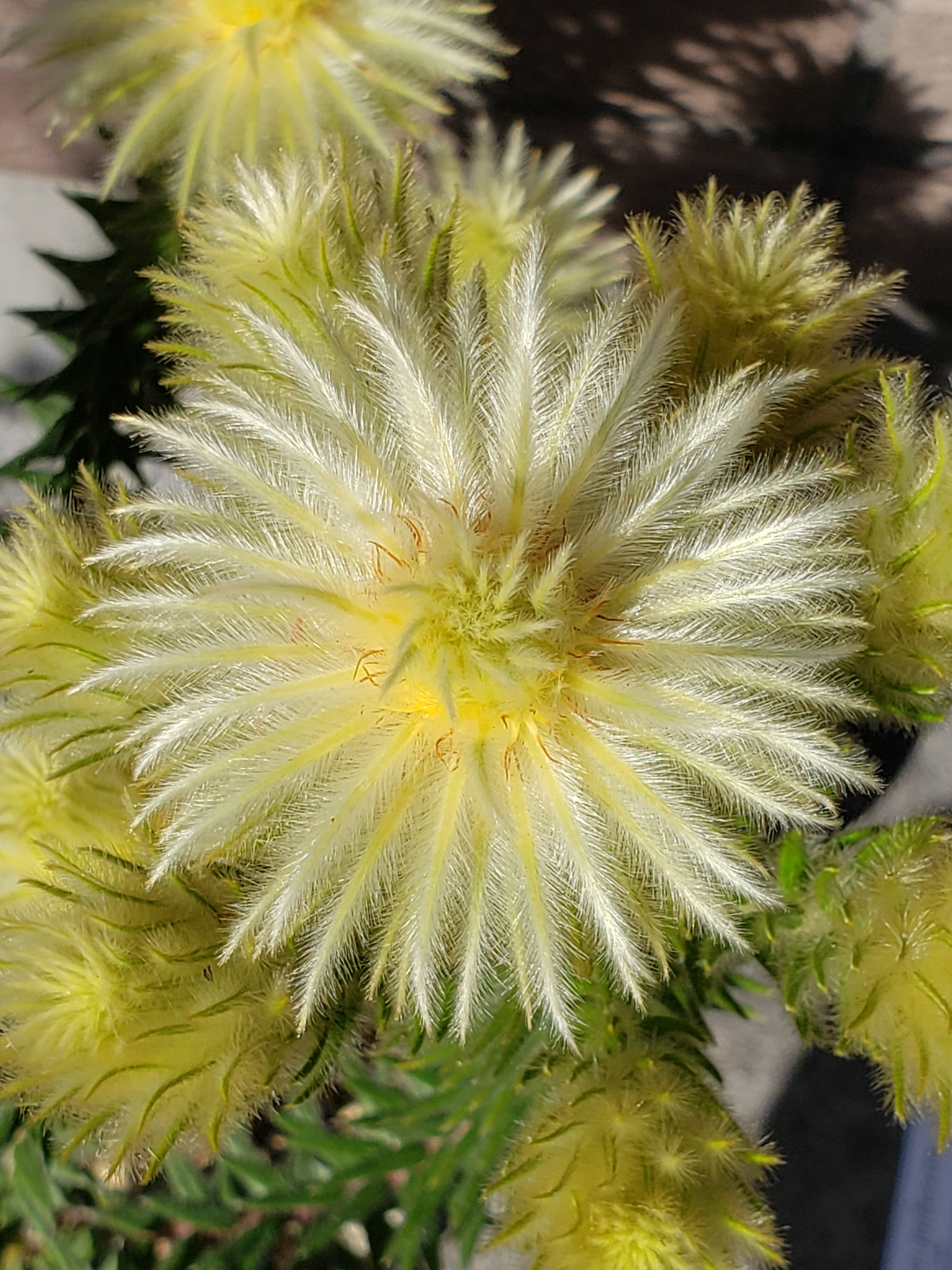 ট ইট র そりむらようじ 最近開花したお花 フィリカ プベッセンス もふもふしている花 に見えるのは苞葉で 黄色く色づいた苞葉のてっぺんを囲むように極小の花がたくさん咲く ドライフラワーなどで多用される 南アのフィンボスに分布する常緑低木 Phylica