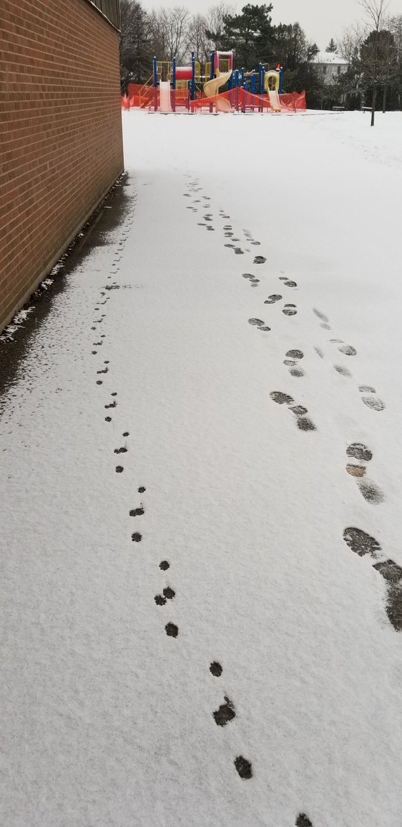 cya_outside's tweet photo. Guess who's been visiting @HillStrath?
Patterns in math and patterns in nature are perfect for Inquiry. Take these two different mammal tracks for example? @NaturlCuriosity #PBLCanada https://t.co/afL38bXHfK