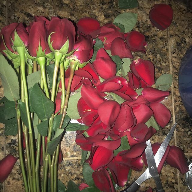 simplyamybeth's tweet photo. So, @markmill67 brought home a lovely bouquet of roses for me, but before I could even get the rubber bands off, almost all the petals fell off! Not sure what that says about our romance, but it ended up being so ridiculous it was amusing!
.
#happyvalent… https://t.co/6GrEq0LTD1 https://t.co/7EWg8S8hiT