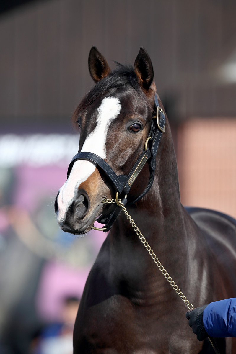 ブリックス アンド モルタル