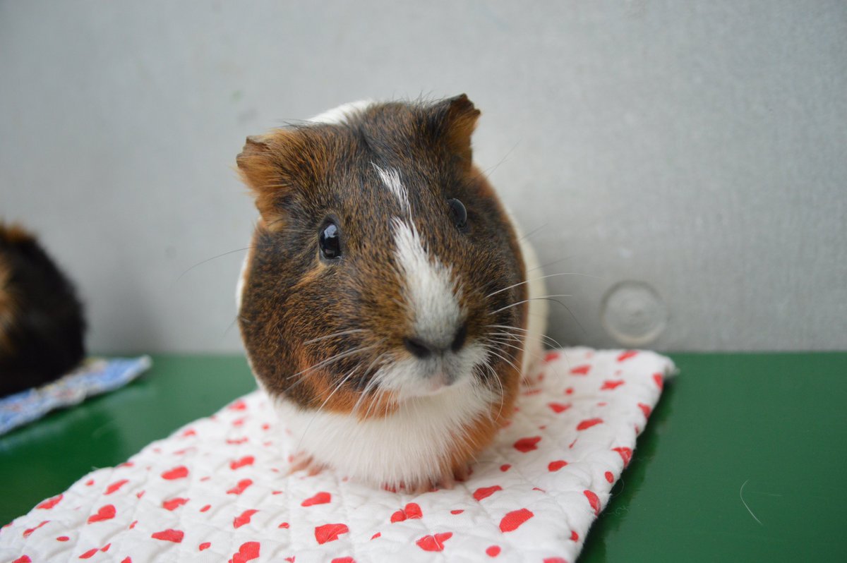 横浜市立野毛山動物園 公式 Sur Twitter Happy Valentine S Day 今日はバレンタインデーです 野毛山動物園 なかよし広場 のモルモットには ハート模様の こころ ちゃんとチョコレートにちなんだ名前の カカオ ちゃんがいます ぜひ会いに来てください