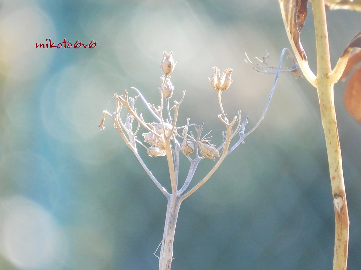 Mikoto ねぇ手ぇ繋ごうよ ﾈｪﾈｪ ๑ ᴗ ๑ ۶ そう甘えてるようにも見えたの 花言葉 強い愛情 元気な女性 清澄 神秘 枯れ紫陽花 アジサイ 花 ドライフラワー 冬 キリトリセカイ Hydrangea Flower Dryflower Winter Nikon Photography