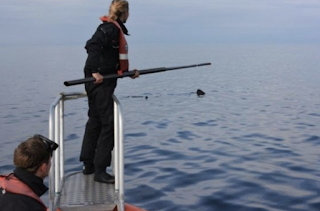 Sea Save Foundation tweet media