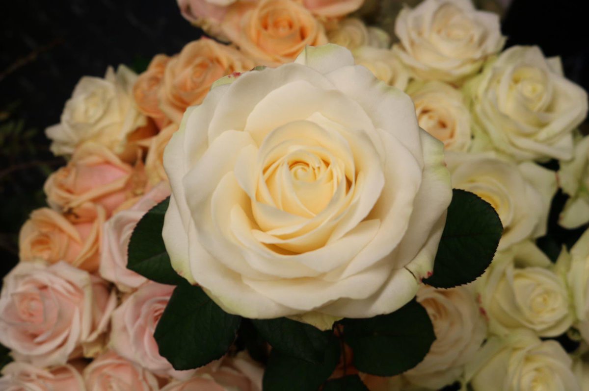 Valentine’s Day is not all about red roses 🌹 how about these beauties ?, it’s not too late to order your delivery - give us a call 01844 212970 or visit thameflowers.co.uk